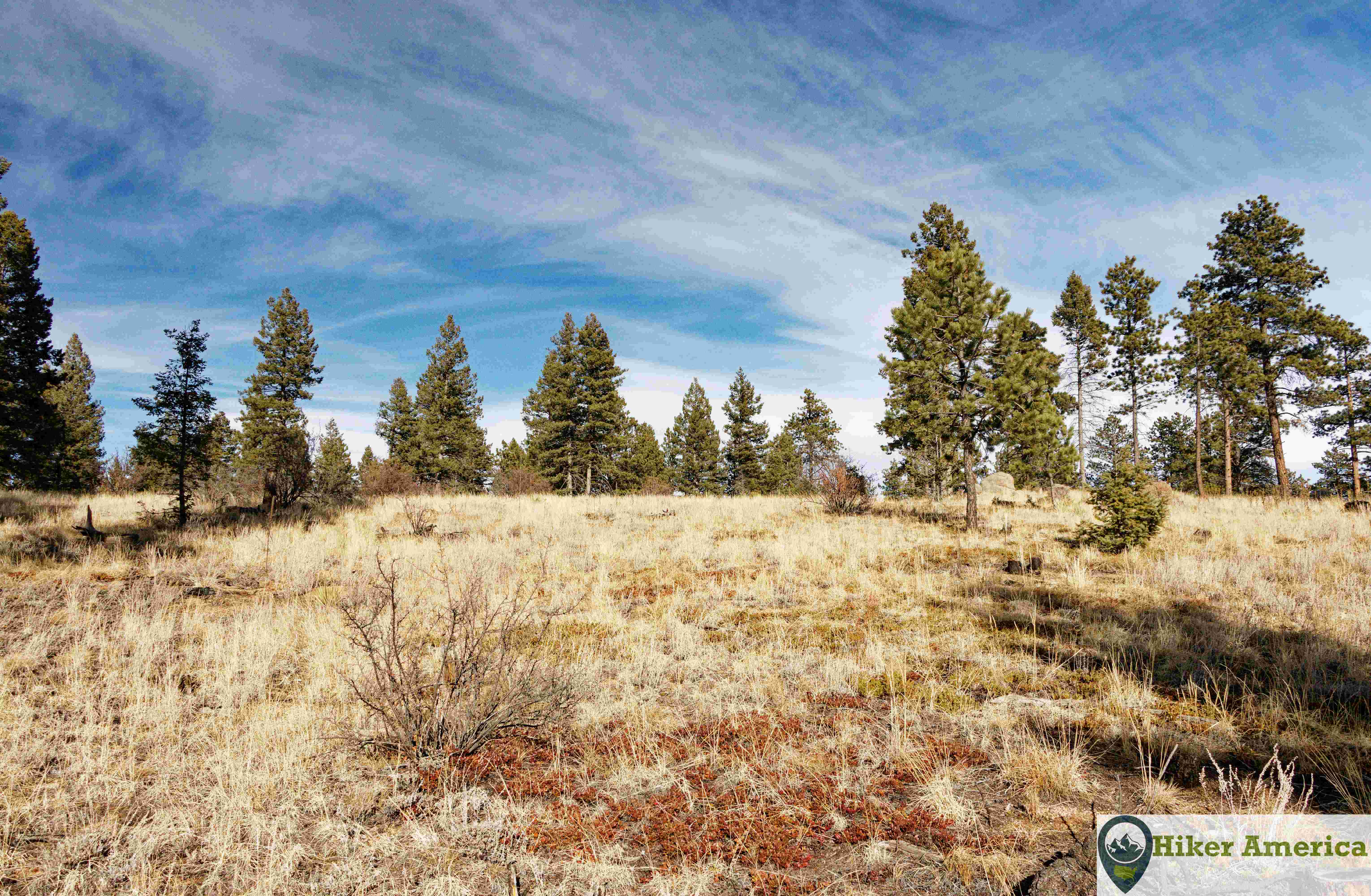 Open area and trees on the Buffalo Burn Trail.
